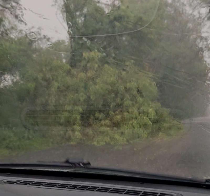 Chuva e vento derrubam árvore e postes entre Palotina e Terra Roxa